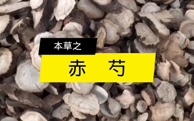 【本草入门简说】本草之赤芍~~ 【书恒本草缘】哔哩哔哩bilibili