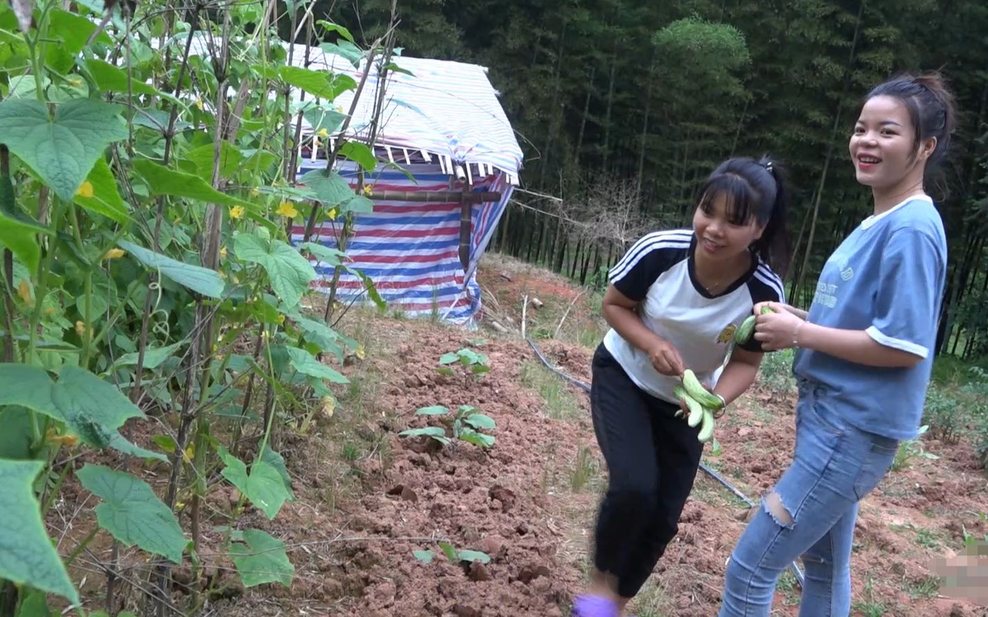 农村小英子:五妈要去上班,英子摘点四季豆叫她带去,家乡的菜最好_哔哩