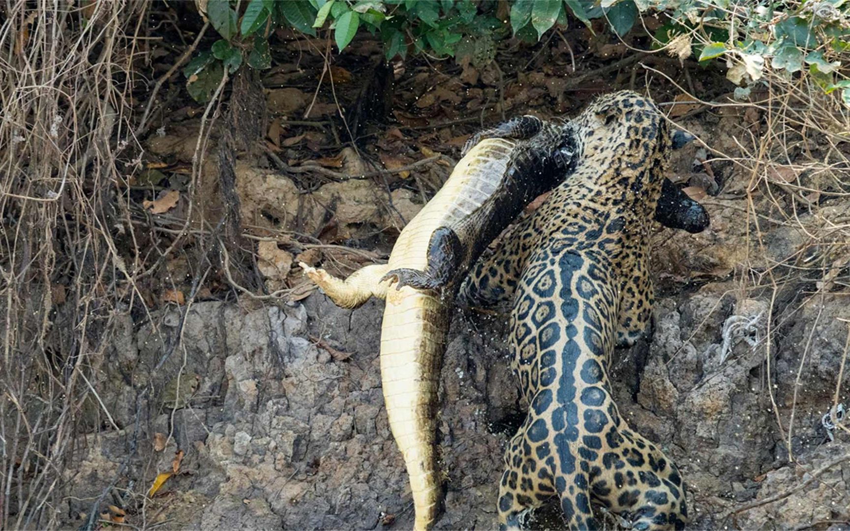 [图]顶级杀手美洲虎：兄弟联盟的逐步瓦解，依然是凯门鳄恐怖的袭击者