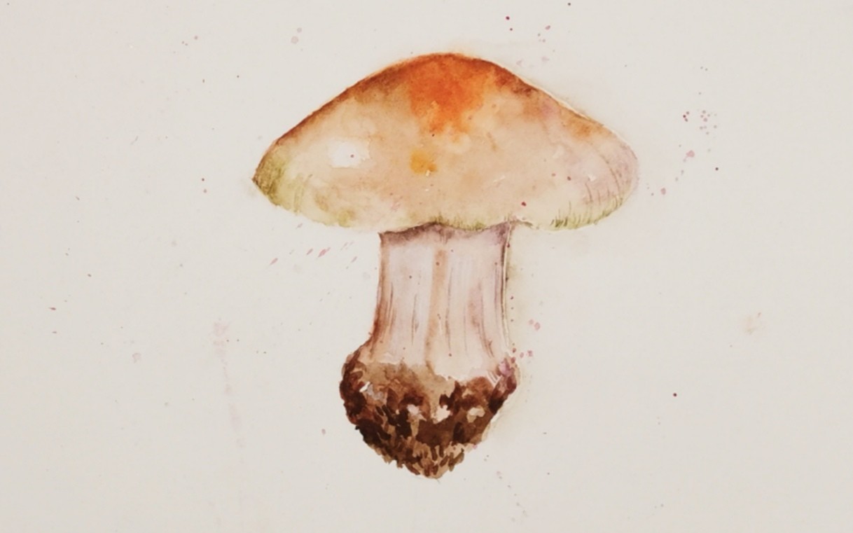 【水彩】0基础 也能画出效果之一颗蘑菇的上色全过程