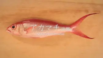 日本刺身料理 太刀魚 たちうお のさばき方 哔哩哔哩 Bilibili