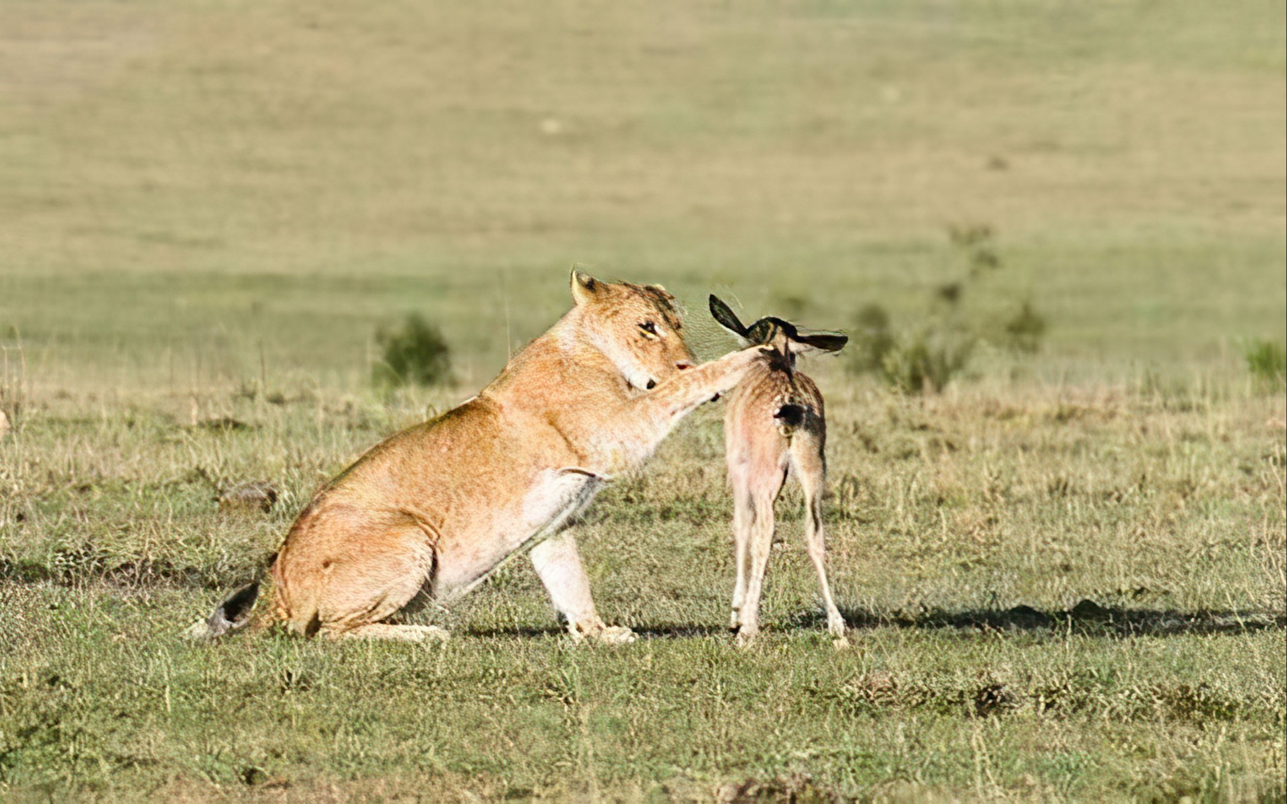 狮子父爱泛滥保护小角马棕熊对落水乌鸦伸出救援之手河马围攻鳄鱼仗义
