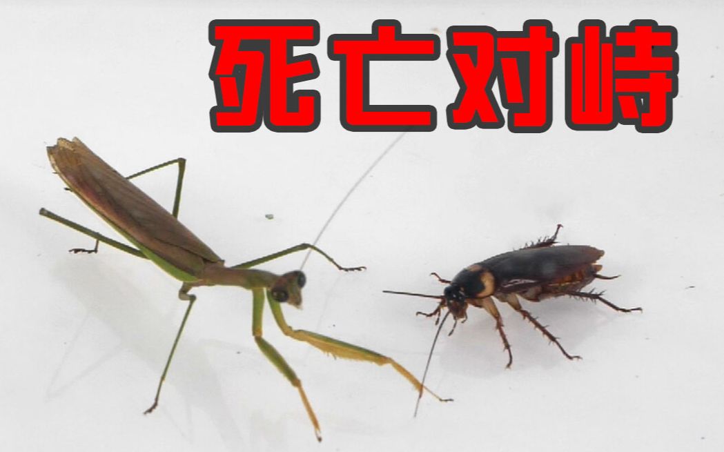 两只螳螂放进蟑螂群里,团灭!