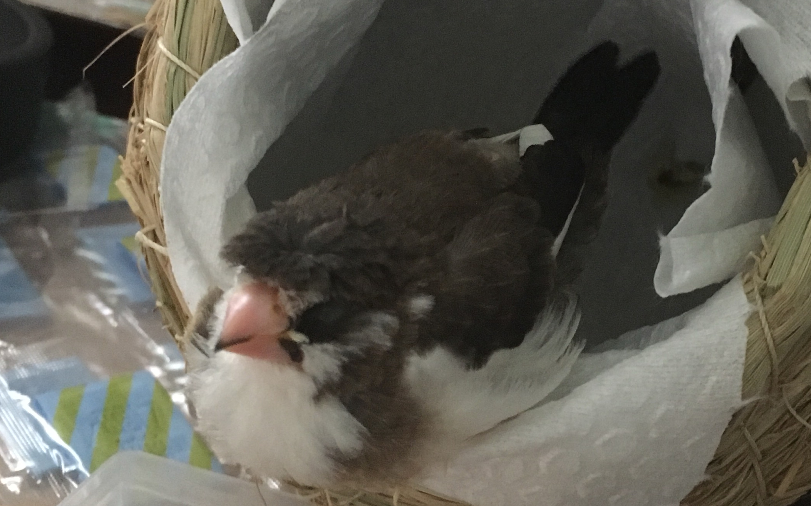 【十姐妹鸟/白腰文鸟】我们家崽崽的所有视频大杂烩