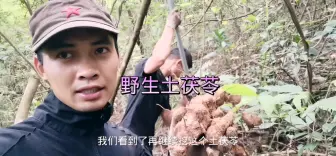 Download Video: 野生土茯苓，今天又遇到大货了！预订的网友有福了