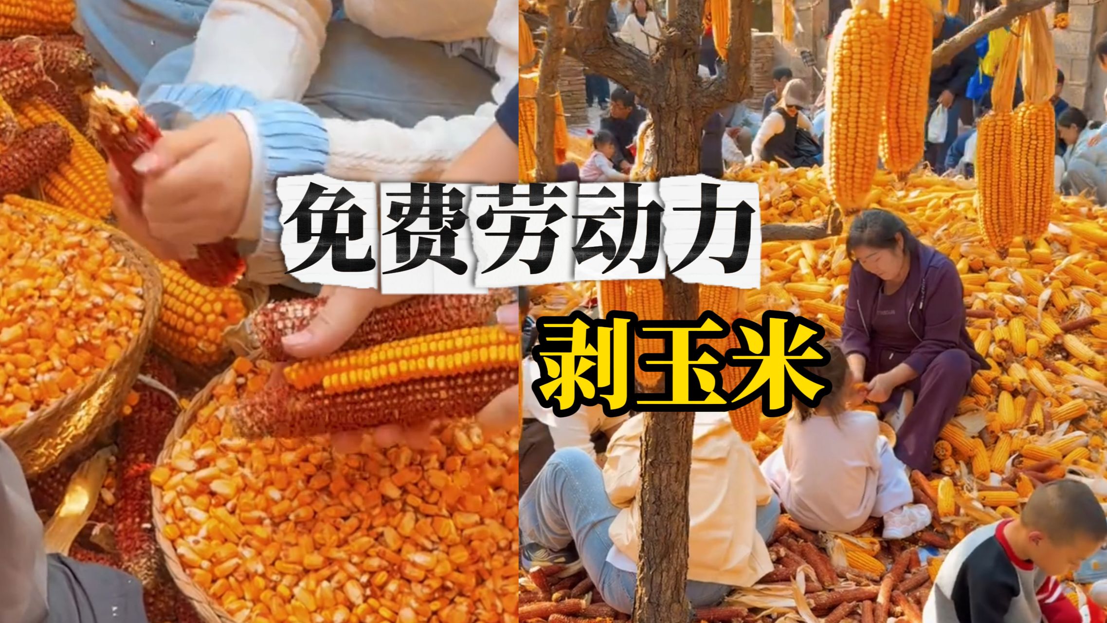 游客变身“免费打工人”，热火朝天剥玉米，网友：人怎么能聪明成这样