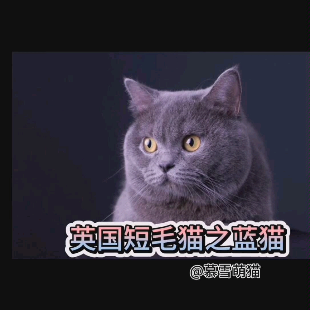 第三集:英国短毛猫之蓝猫哔哩哔哩bilibili