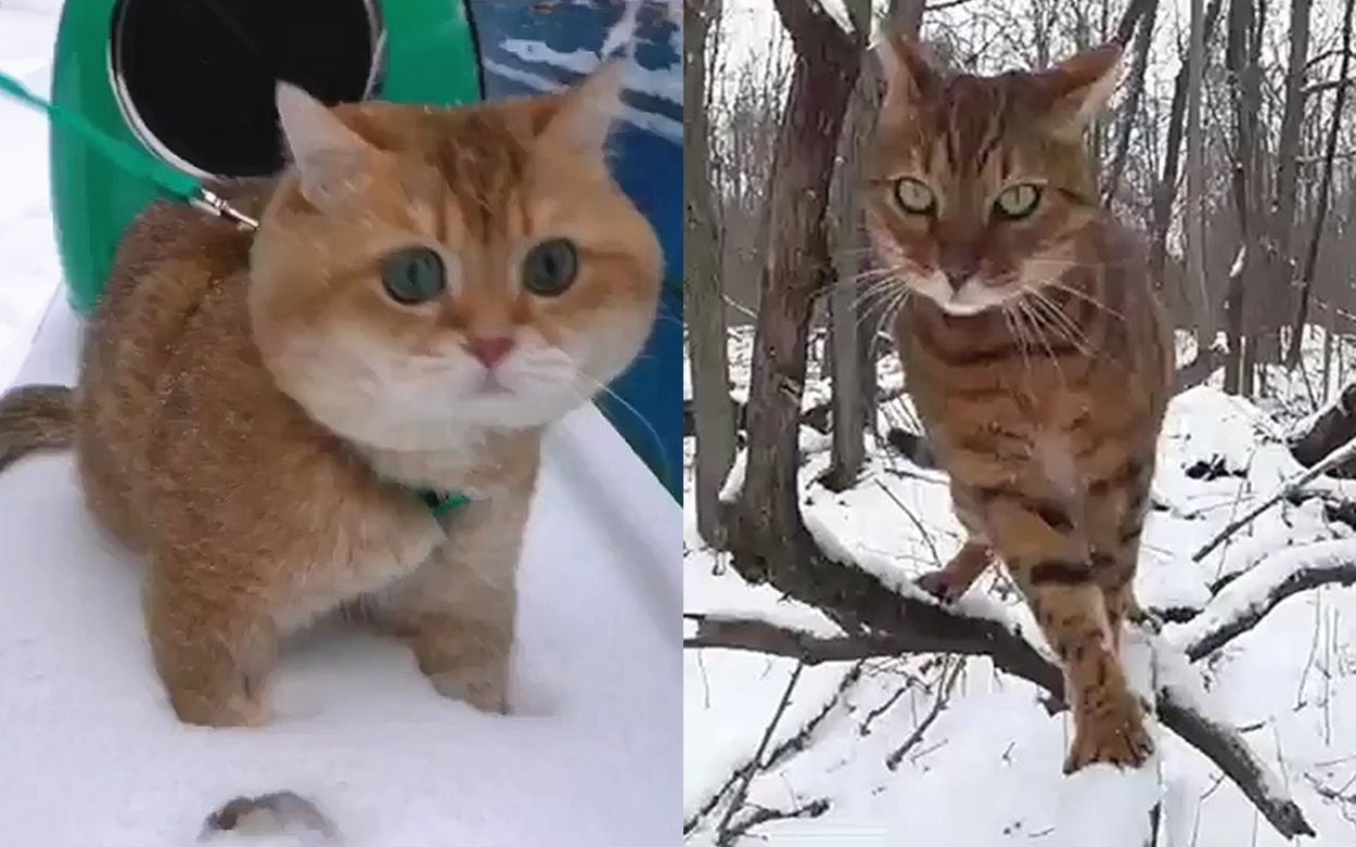 宅猫与社会猫在雪地上的区别哔哩哔哩bilibili