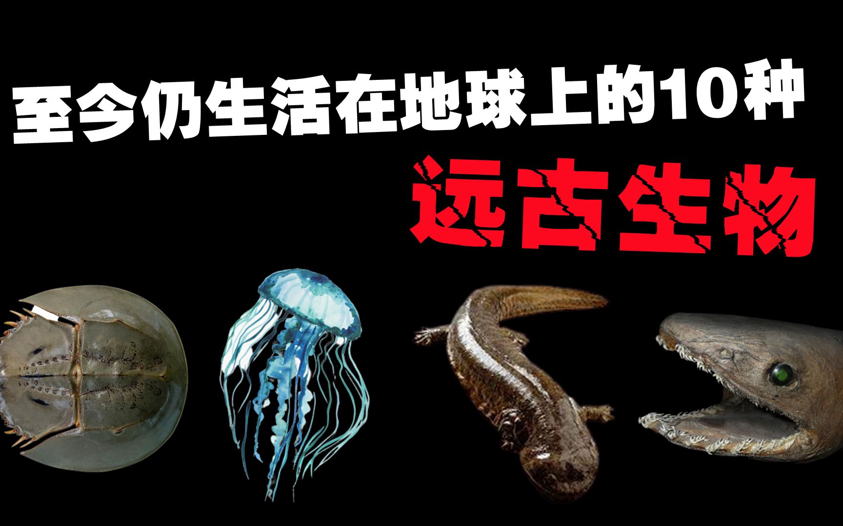 [图]至今仍生活在地球上的10种远古生物，你以为恐龙真的都灭绝了吗？