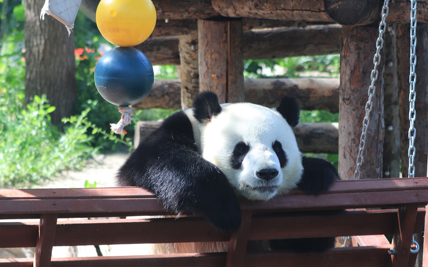 大熊猫萌大 肤白貌美的萌哒哒20200510