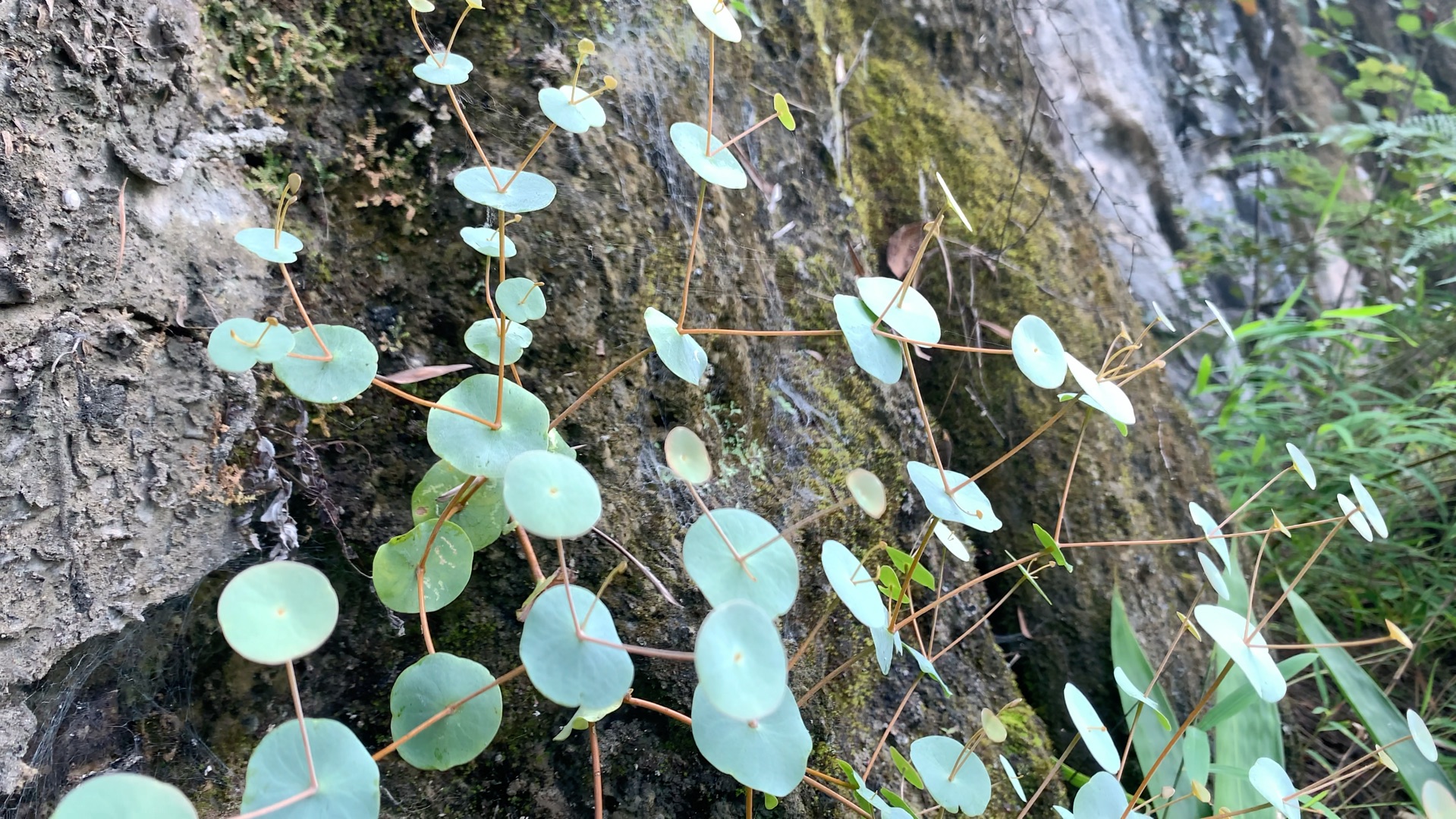 夹缝中求生存!长得再美也是短暂的!