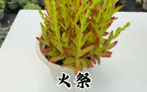 下载视频: 多肉植物火祭，开花了怎么办