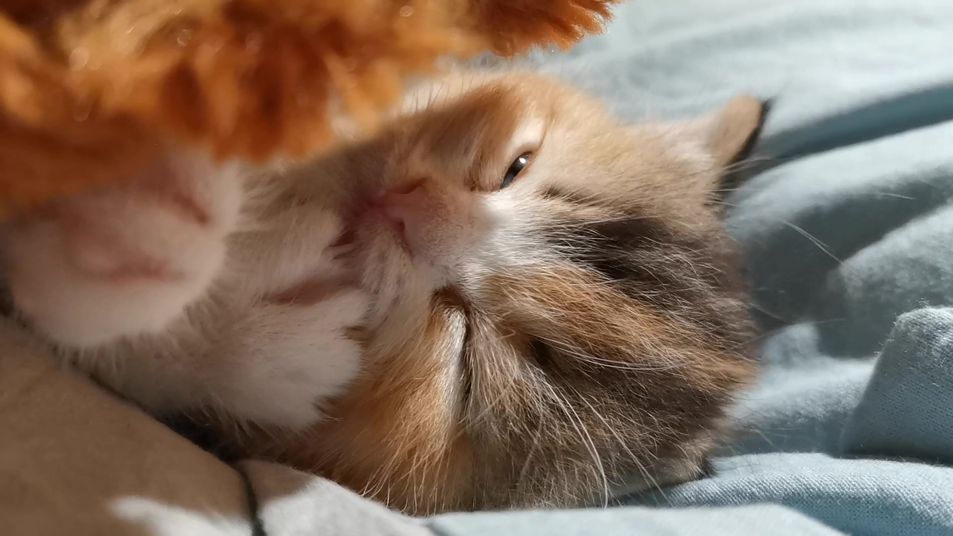 【cookie】软萌奶猫cookie的魅力发射