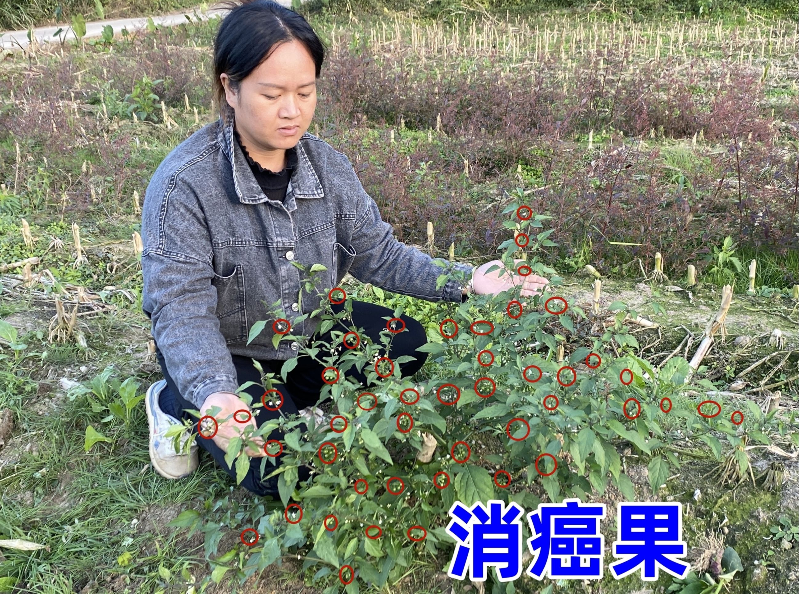 农村老一辈称"消癌果"的植物,用途非常强大,很多人却没见过它