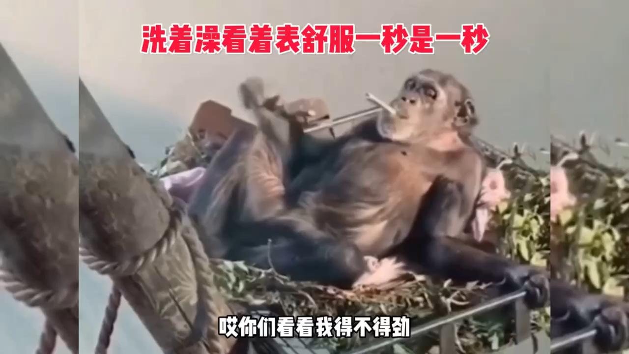 猩猩:泡着澡看着表,舒服一秒是一秒
