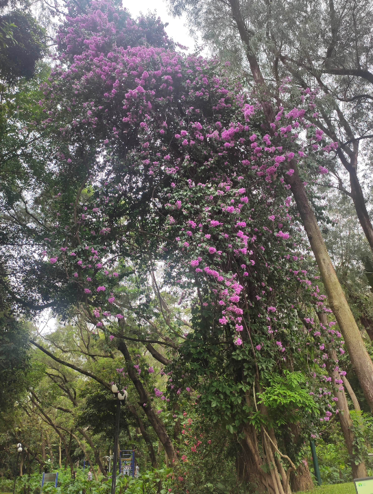 马尾藻为什么游移不定?