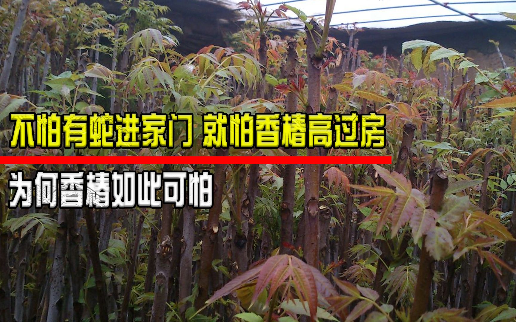 老话说“不怕有蛇进家门,就怕香椿高过房”,为何香椿如此可怕?哔哩哔哩bilibili