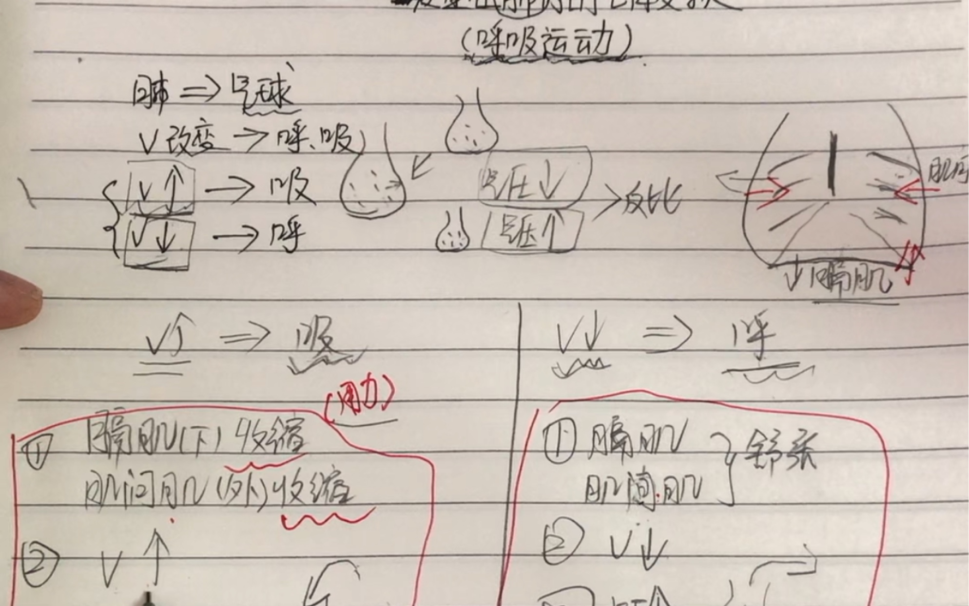 [图]【七下生物】人体的呼吸 | 据说是七下最难的呼吸运动和肺内的气体交换，结合模型精讲，了解一下？