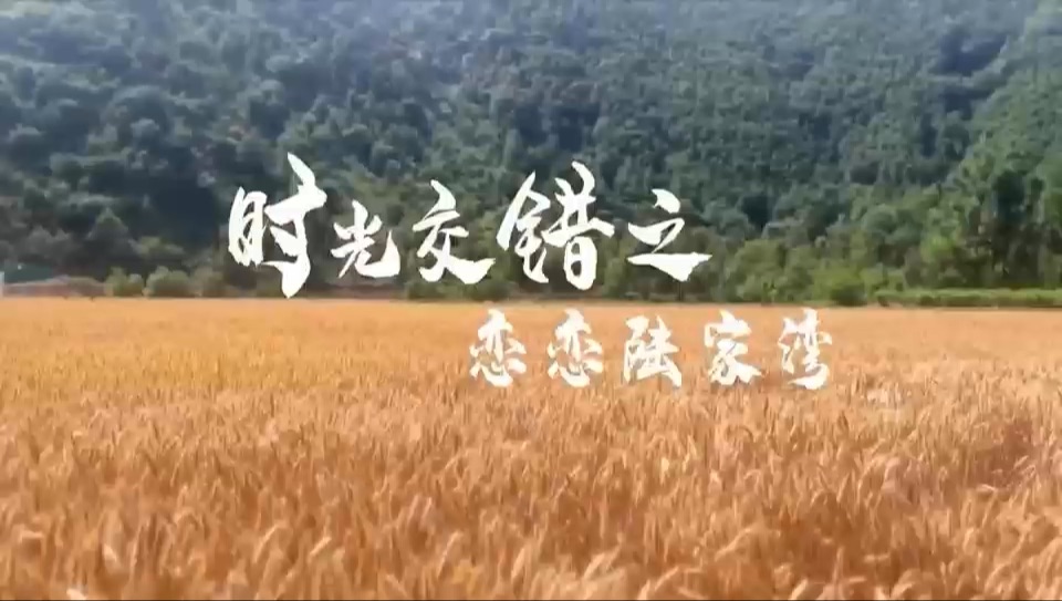 恋恋陆家湾,“荷”你“藕”相逢.让我们一起欣赏西安工程大学＂荷＂你＂藕＂遇乡村振兴实践团拍摄的纪实短片—时空交错之恋恋陆家湾,深入理解产业...