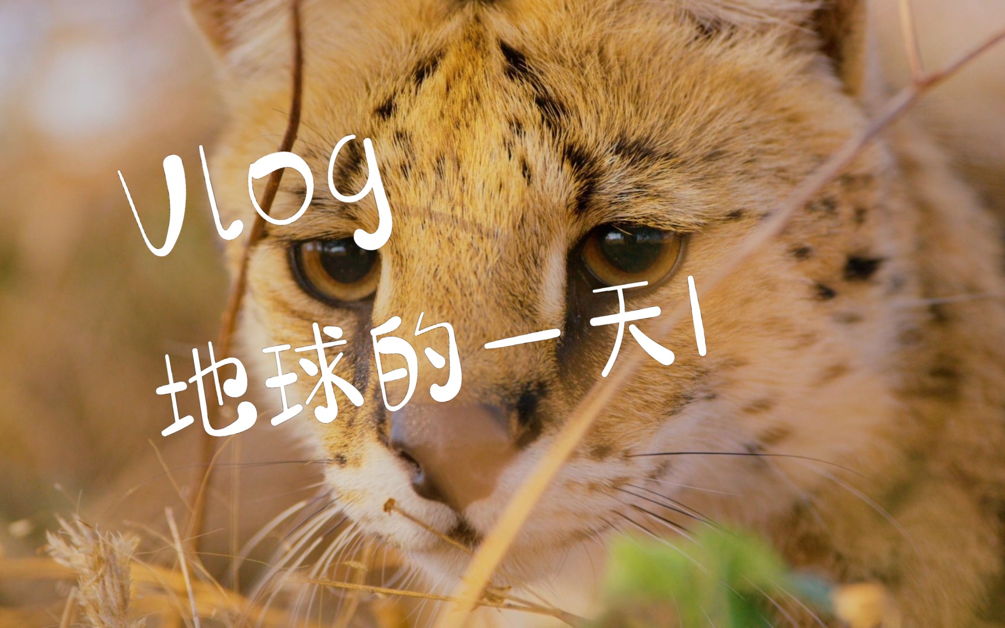 纪录片地球的一天1