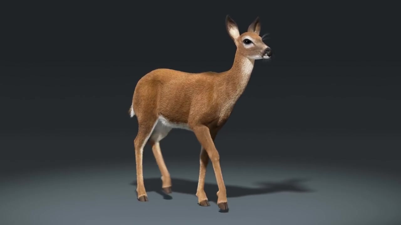 3d动物建模行走跑步