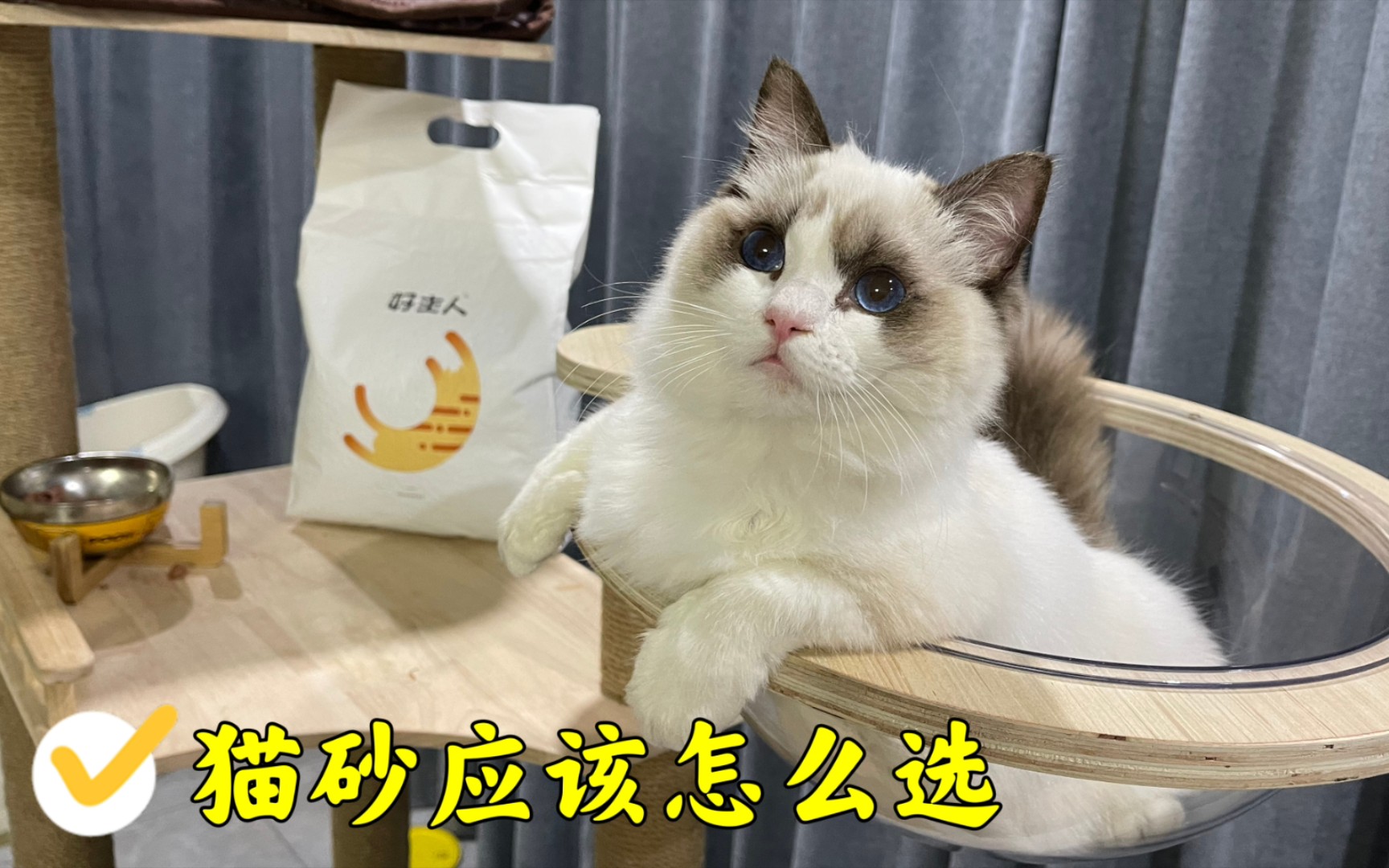 猫砂到底应该怎么选哔哩哔哩bilibili