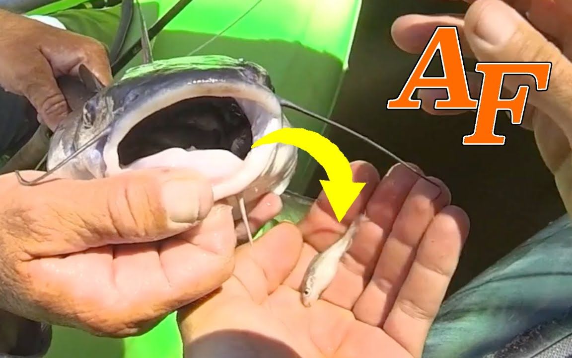 活动作品逮到一条鲶鱼嘴里还有一群鲶鱼宝宝炖了吃