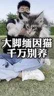 Download Video: 千万别养大脚缅因！因为你会后悔！你看大脚缅因猫这么多缺点可以接受吗？  #缅因猫 #缅因