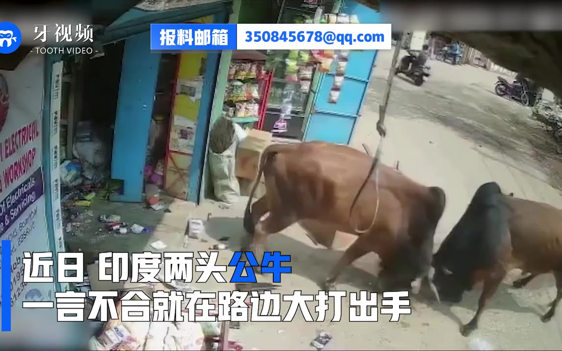 印度两只公牛在商店门口决斗,店主遭受无妄之灾哔哩哔哩bilibili