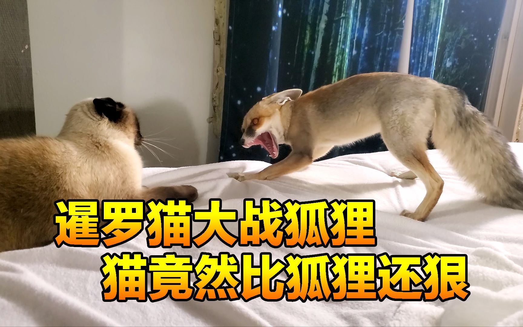 [图]狡猾的狐狸向暹罗猫发起攻击，但没成想它根本打不过庞大的猫咪