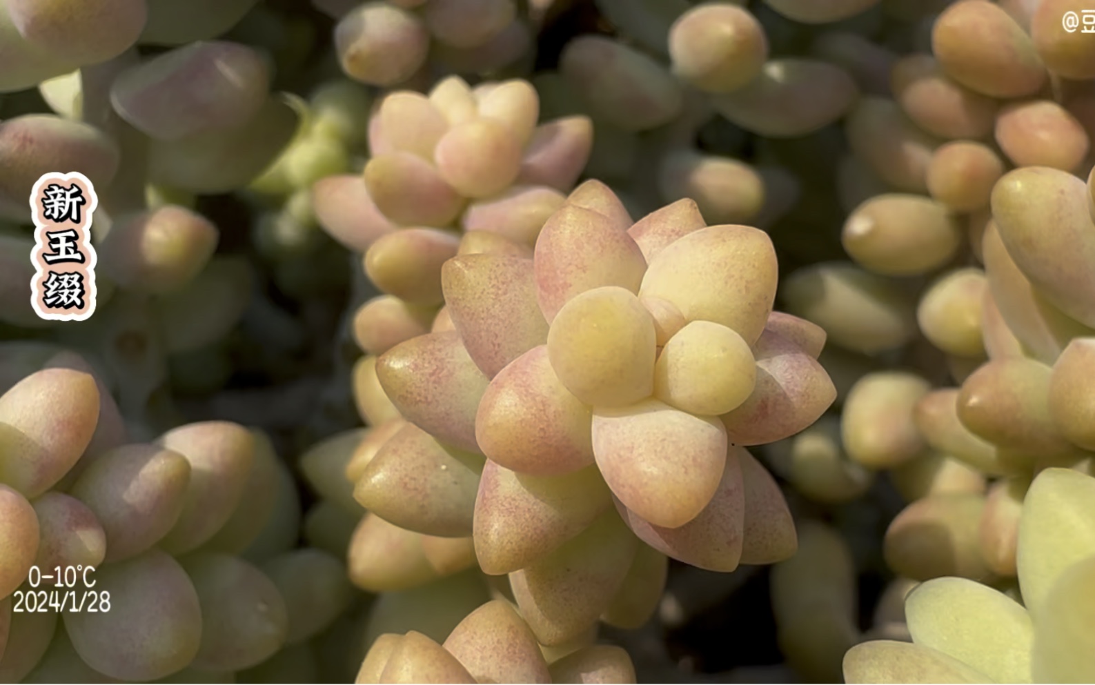 新玉缀的养护,又有彩虹玉缀的美丽了