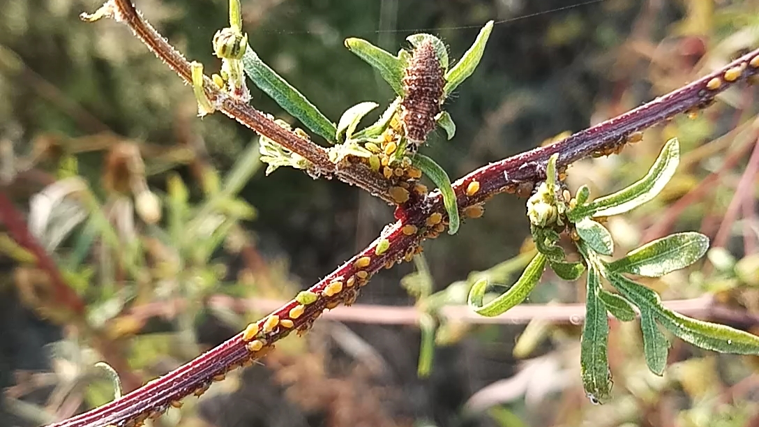 一只在鬼针草上吃蚜虫自助的草蛉幼虫
