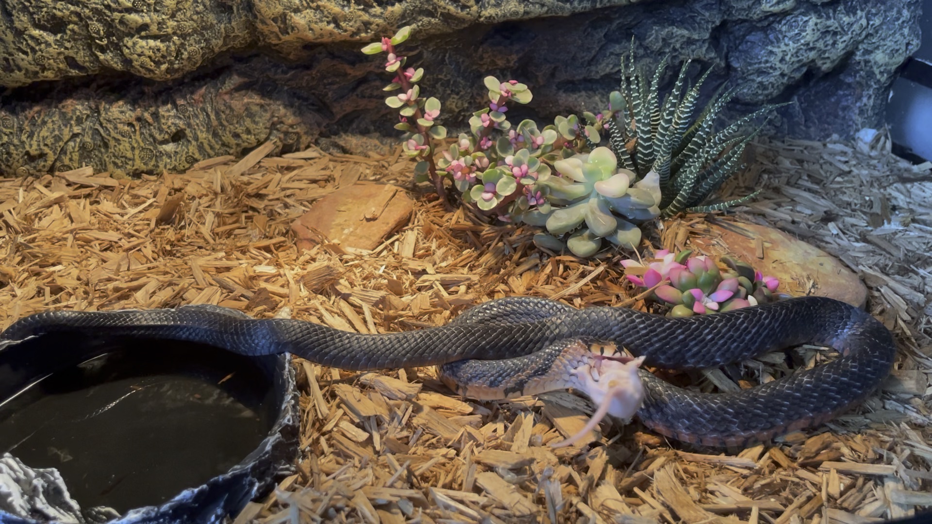 墨西哥红腹森林王进食森林王蛇