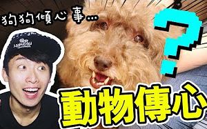 [图]【笑波子】和狗狗做「動物傳心術」？MUFFIN想對我說的話竟然是…