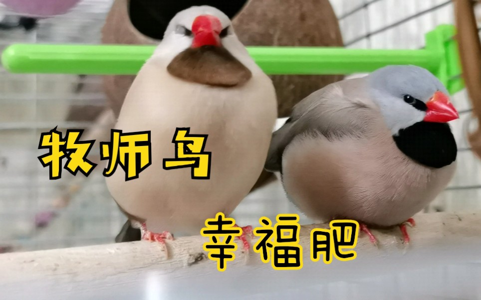 牧师鸟近况,驼豆落单,黑豆幸福肥,从不打架的三小只每一秒都在卖萌