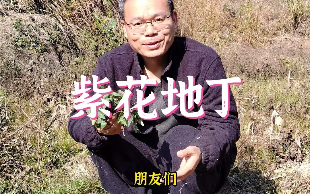 紫花地丁也叫犁头草,你们认识吗?哔哩哔哩bilibili