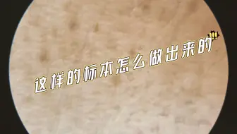 显微镜标本制作，你，学废了吗