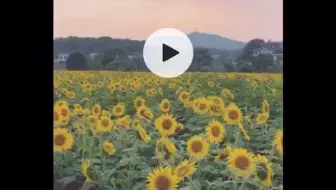 爱剪辑手机版教程——如何给视频添加有如心跳般的动态滤镜