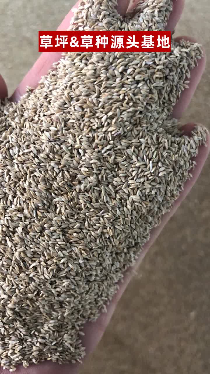 吉林灌木种子供应 #福建草坪 #四川草坪 #四川草坪种子 #福建灌木种子