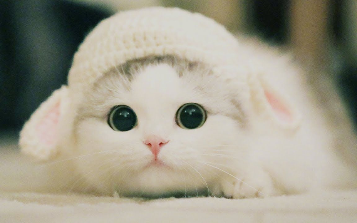 这小可爱要萌化人心可爱萌猫搞笑集锦喵