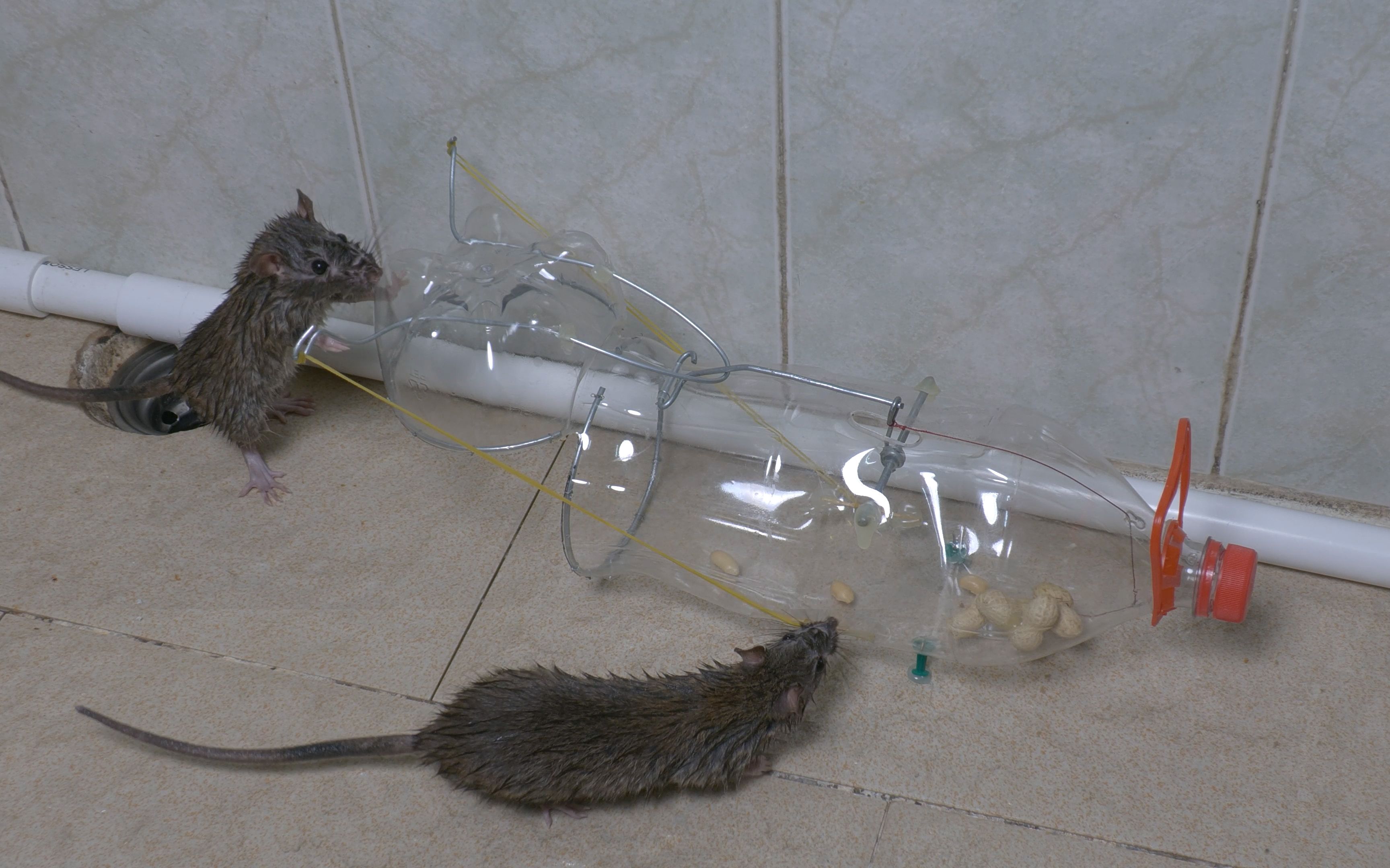 用塑料瓶制作捕鼠器太好玩,老鼠见了都害怕