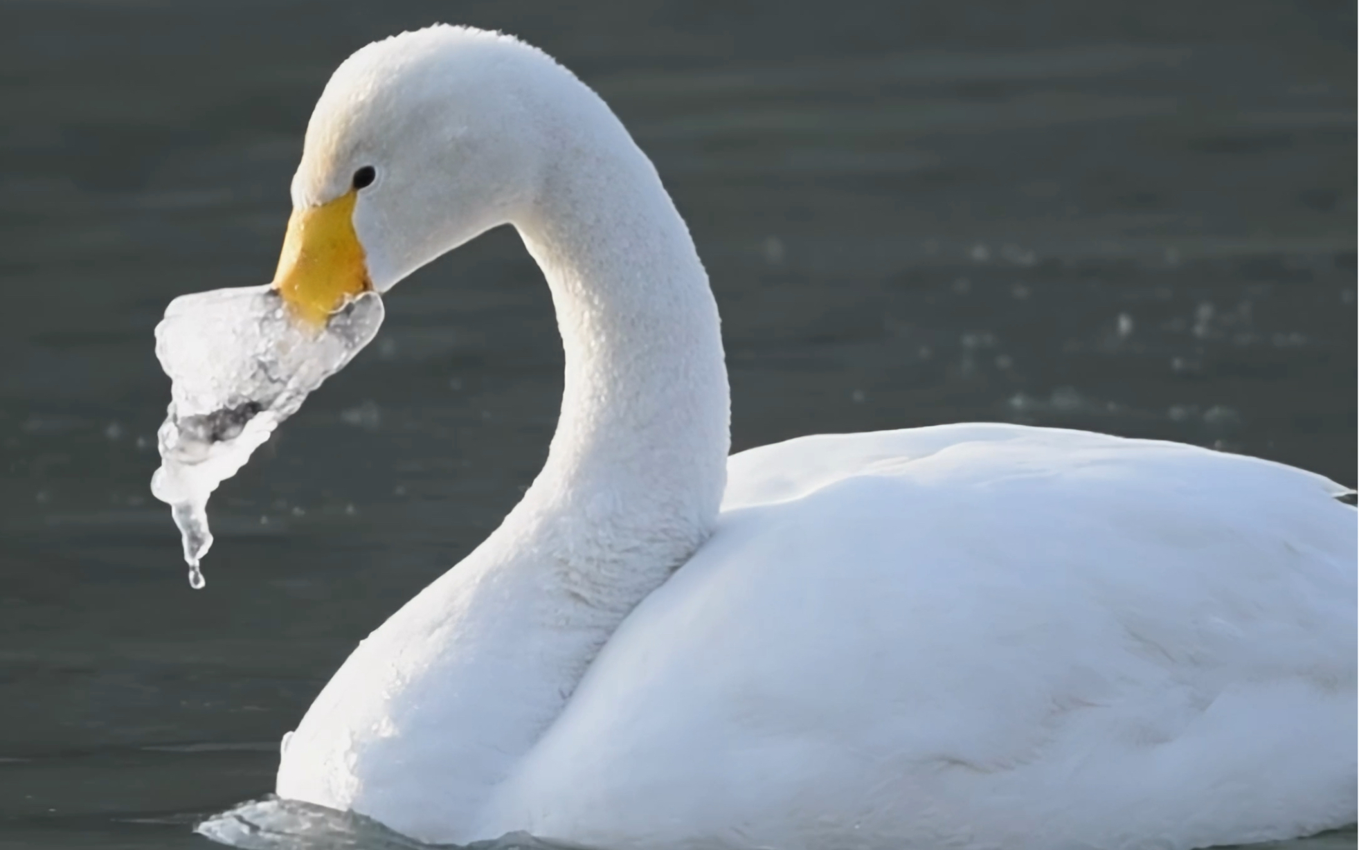 天鹅早晨的第一件事:解冻嘴巴