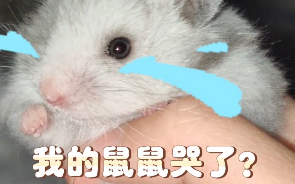 鼠鼠还会哭啊?平时多拽啊!