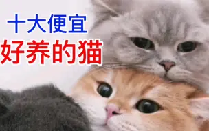 Tải video: 十大便宜好养的猫