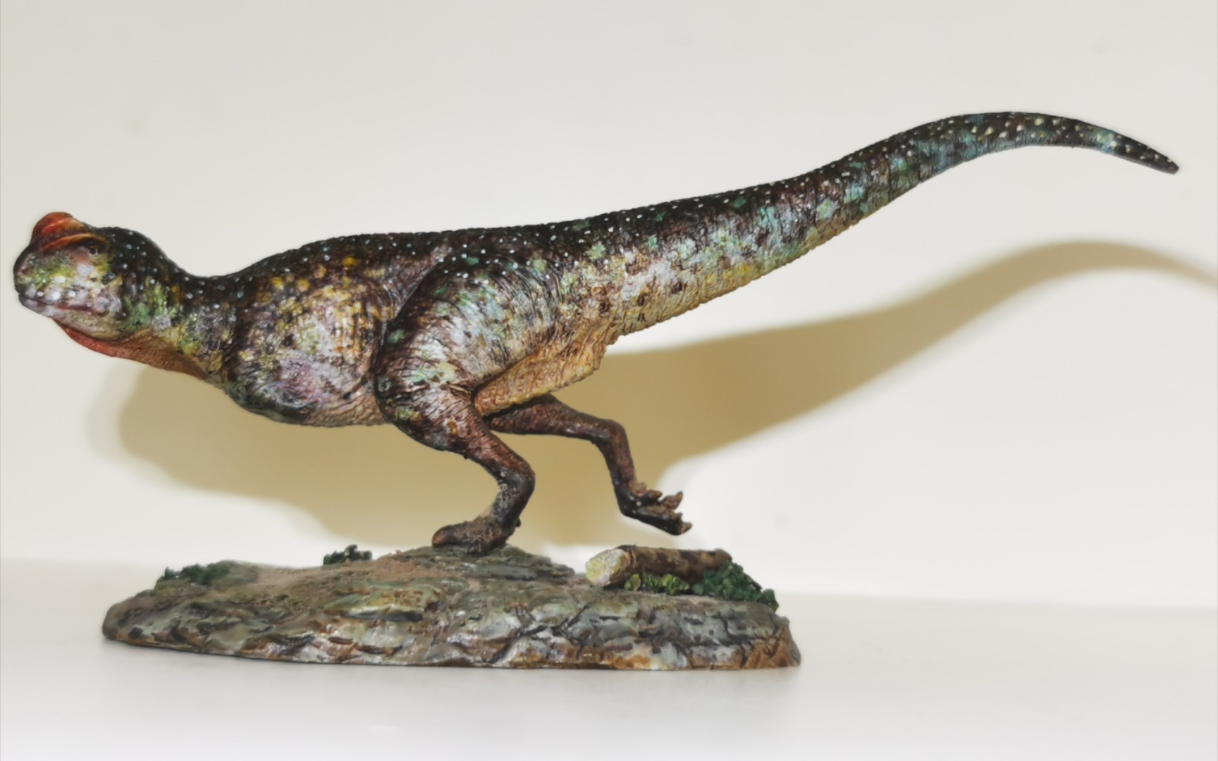 小半浴缸.掠食者工作室原皱褶龙gk分享展示