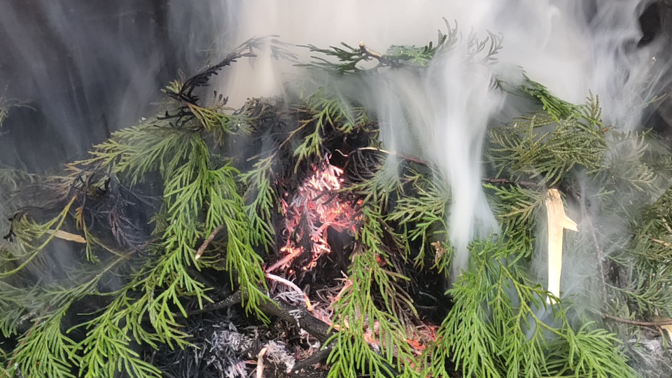 不充分燃烧的柏树枝