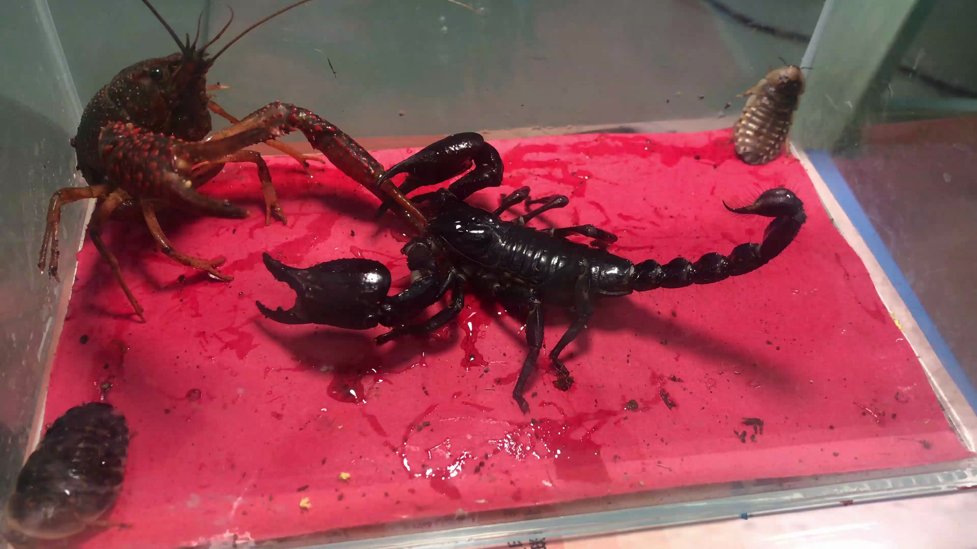 活动  龙虾vs蝎子 "有钳人"是这样决胜负的