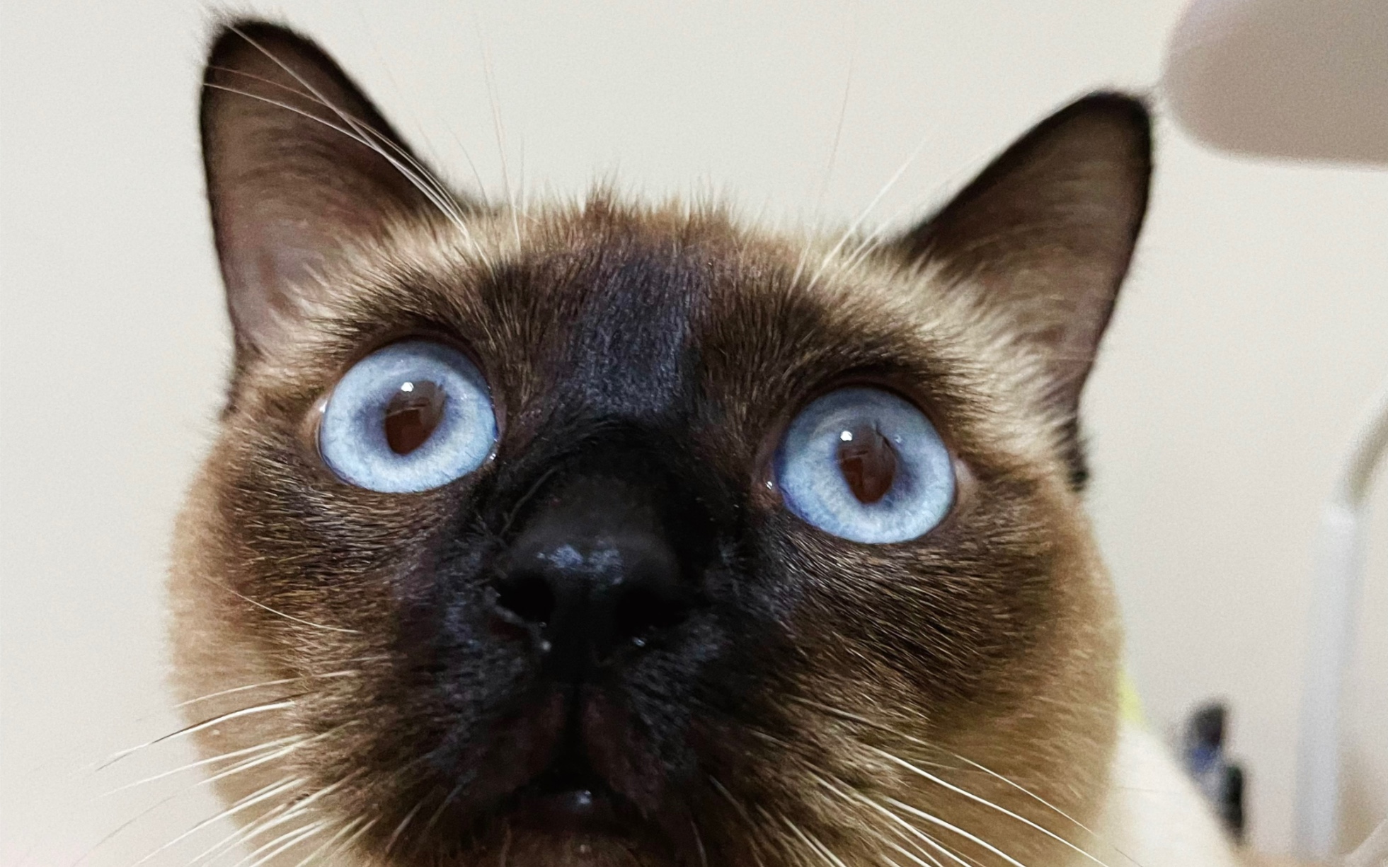 蓝眼睛真的太好看了!