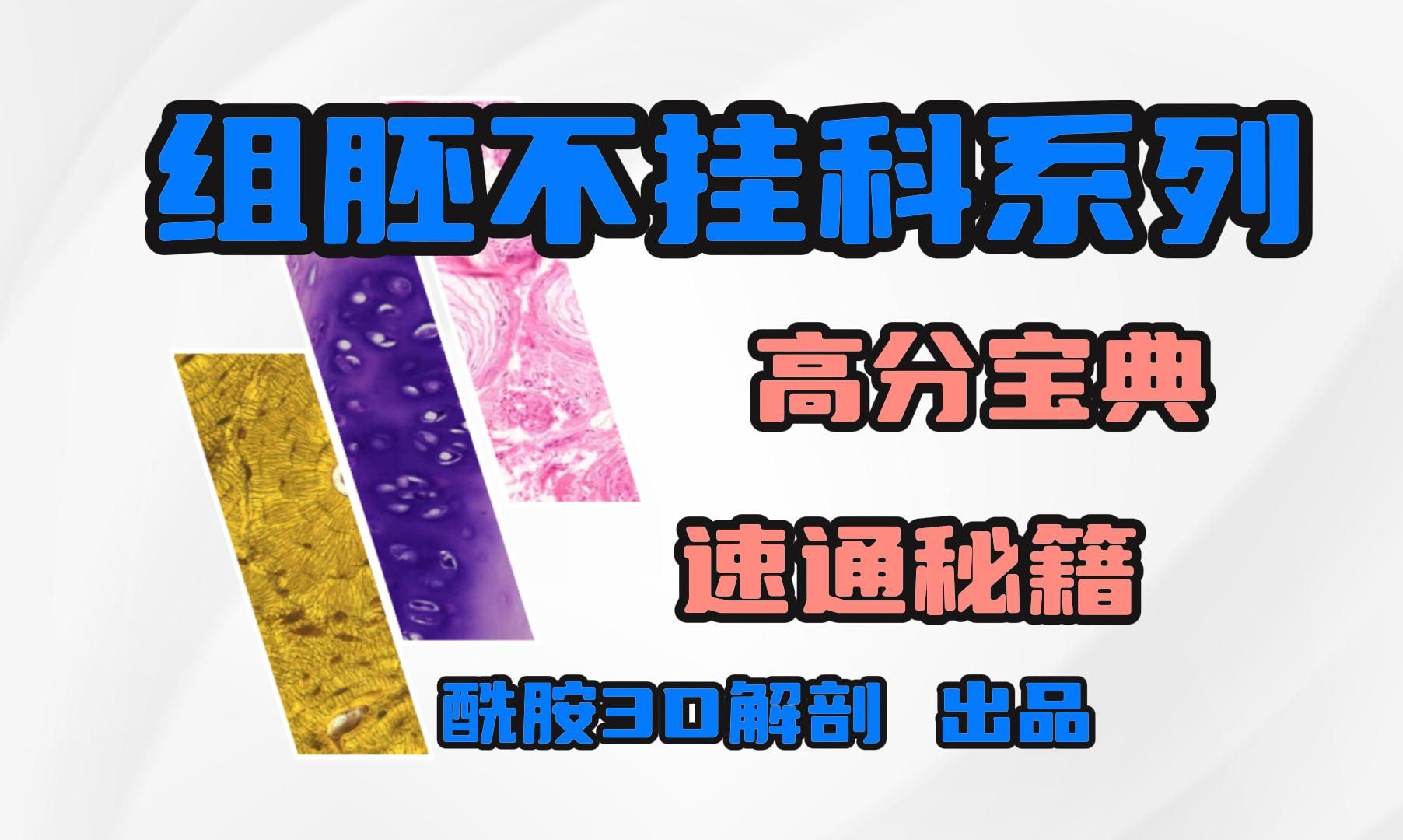 5.组胚不挂科系列丨速成系列丨第5期(循环系统、免疫系统)哔哩哔哩bilibili