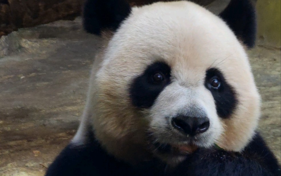 大熊猫帅帅搞笑日常图片